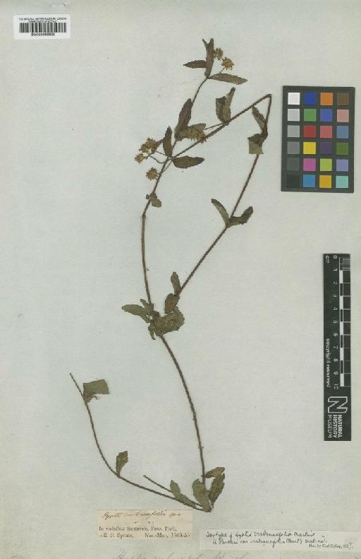 Hyptis parkeri var. verbenifolia (Mart. ex J.A.Schmidt) Epling - BM000992938