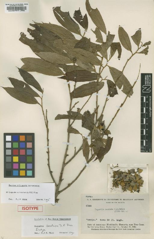 Duguetia surinamensis R.E.Fr. - BM000547031