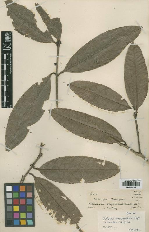 Salacia castaneifolia Ridl. - BM000838721