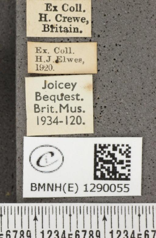 Thecla betulae (Linnaeus, 1758) - BMNHE_1290055_label_128419