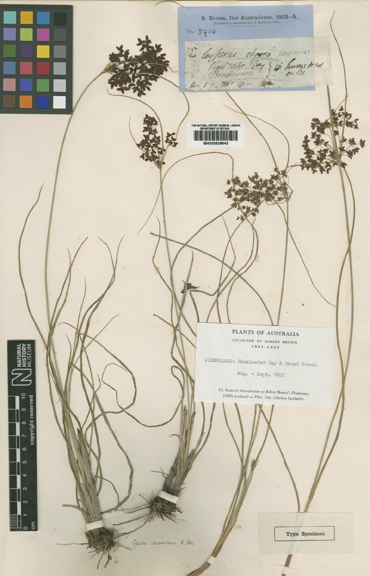 To the Natural History Museum, London (Cyperus concinnus R.Br. BM000839643 type 1)