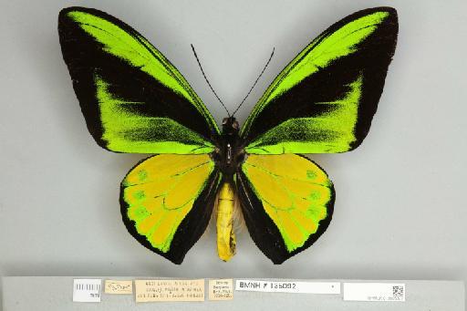 Ornithoptera goliath samson f. joiceyi Noakes & Talbot, 1915 - 013605307__