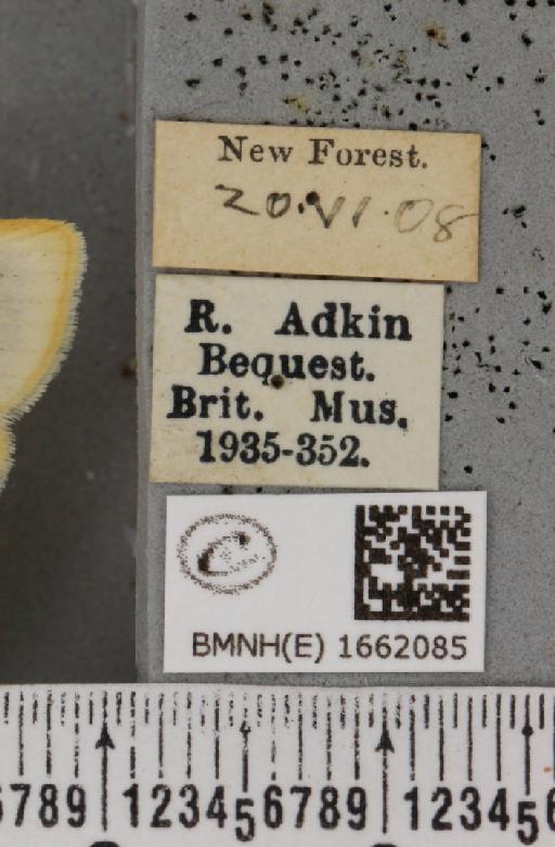 Cybosia mesomella (Linnaeus, 1758) - BMNHE_1662085_label_258394