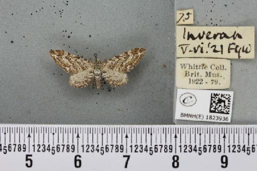 Eupithecia nanata (Hübner, 1813) - BMNHE_1823936_386664