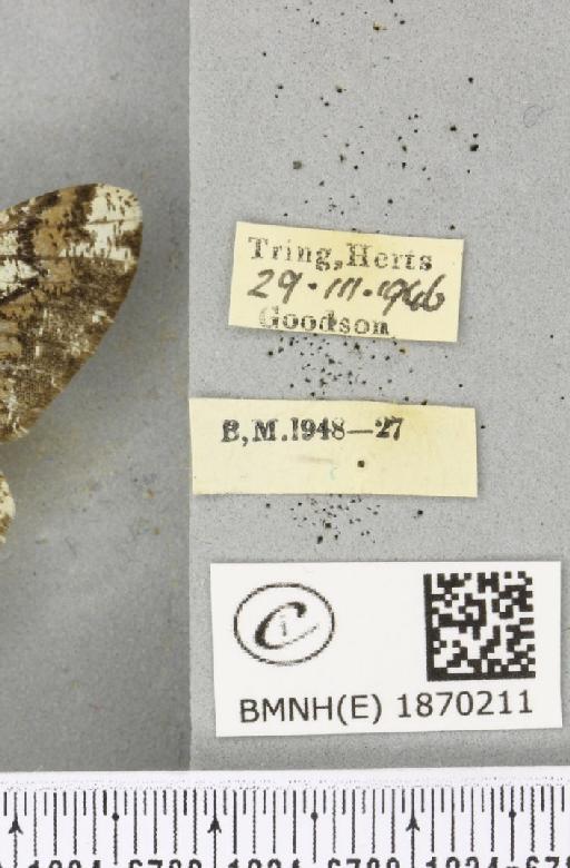 Biston strataria (Hufnagel, 1767) - BMNHE_1870211_label_460605