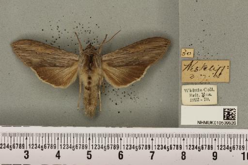 Cucullia umbratica (Linnaeus, 1758) - NHMUK_010509926_567639