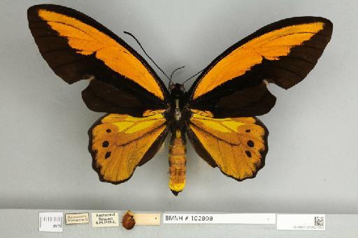 Ornithoptera croesus lydius Felder, 1865 - 013604959__