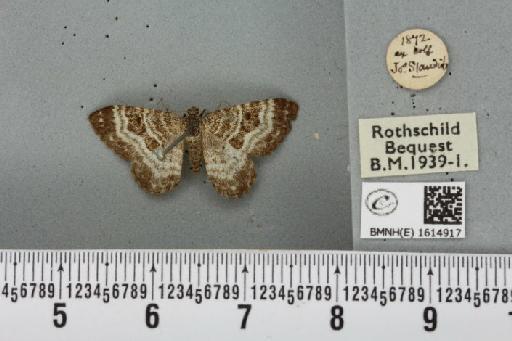 Epirrhoe alternata alternata ab. obscura Lempke, 1950 - BMNHE_1614917_316067