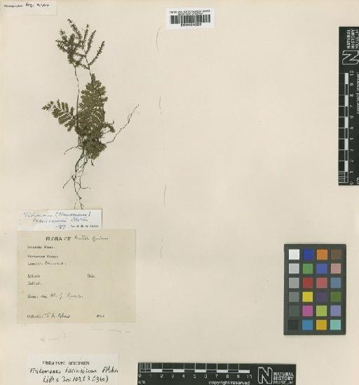 Trichomanes laciniosum Alston - BM000936826