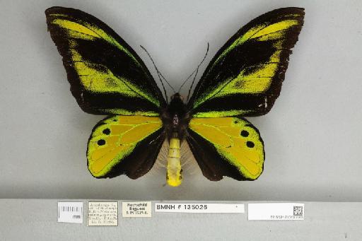 Ornithoptera chimaera chimaera Rothschild, 1904 - 013605165__