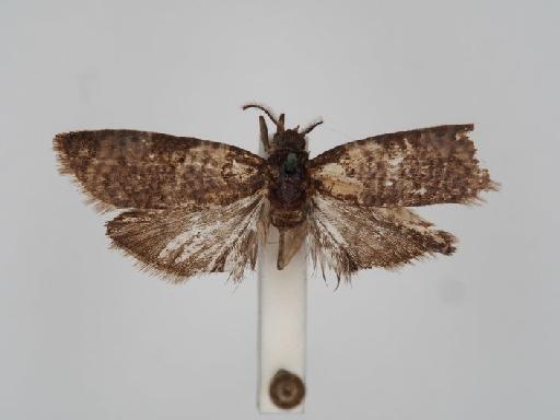 Pseudeulia vermicularis Meyrick - Pseudeulia_vermicularis_Meyrick_1935_Holotype_BMNH(E)#1055399_image001