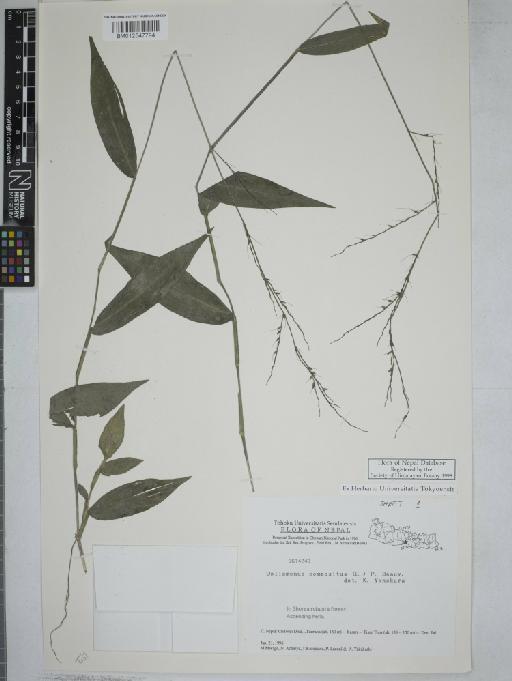 Oplismenus compositus (L.) P.Beauv. - 012547794