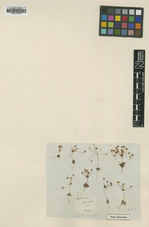 Androsace occidentalis Pursh - BM001024783
