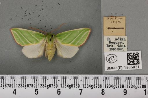 Pseudoips prasinana britannica (Warren, 1913) - BMNHE_1565831_293938