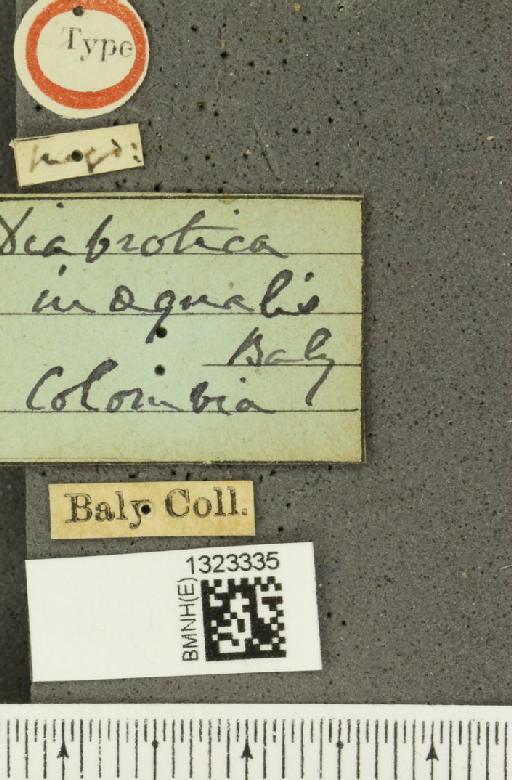 Diabrotica inaequalis Baly, 1886 - BMNHE_1323335_label_20088