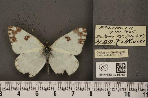 Pontia daplidice (Linnaeus, 1758) - BMNHE_1116763_68875