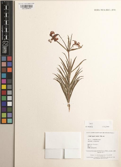 Lilium pyrenaicum Gouan - BM012556854