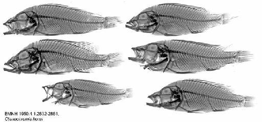 Ctenochromis horei (Günther, 1894) - BMNH 1950.4.1.2832-2881, Ctenochromis horei, Radiograph