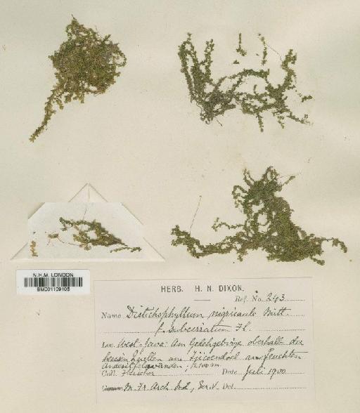 Distichophyllum nigricaule Mitt. ex Bosch & Sande Lac. - BM001109105