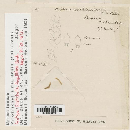 Pilotrichella mauiensis (Sull.) A.Jaeger - BM000961118