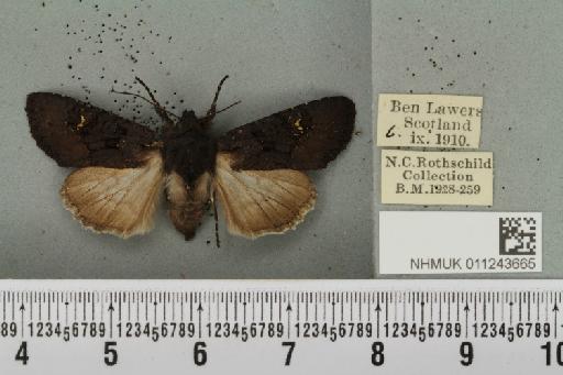 Aporophyla nigra (Haworth, 1809) - NHMUK_011243665_644789