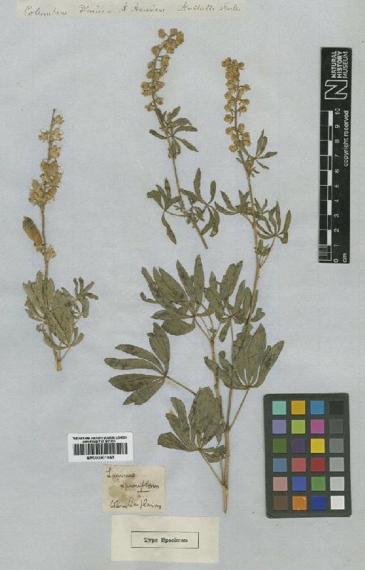 Lupinus parviflorus Nutt ex Hook. & Arn. - BM000901043