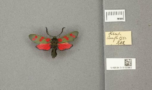 Zygaena (Zygaena) filipendulae stephensi Dupont, 1900 - 015192862_775459_1085133