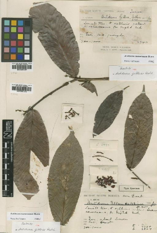Antidesma tomentosum Blume - BM000951377