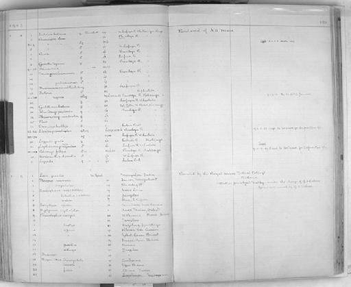 Rhinolophus shameli - Zoology Accessions Register: Mammals: 1904 - 1910: page 193