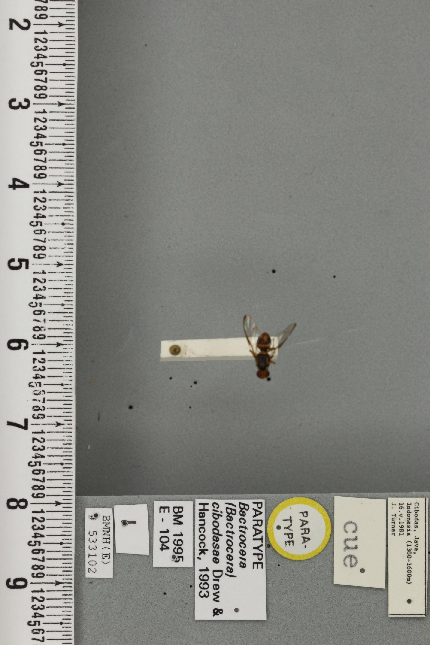 Bactrocera cibodasae