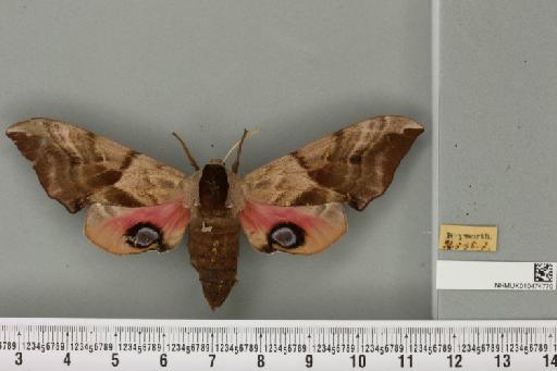 Smerinthus ocellata ocellata (Linnaeus, 1758) - NHMUK_010474770_525070