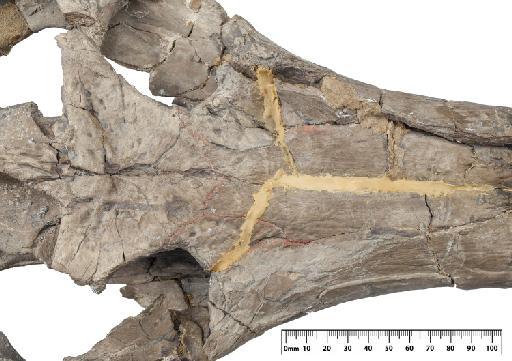 Neosteneosaurus edwardsi - PV R 2865 skull 005