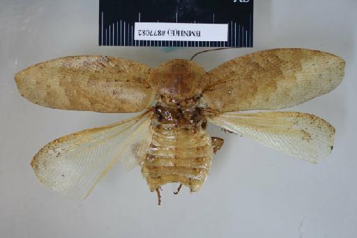 Epilampra amplipennis Walker, 1868 - Epilampra amplipennis Walker, F, 1868, male, holotype, dorsal. Photographer: Aging Wang. BMNH(E)#877082