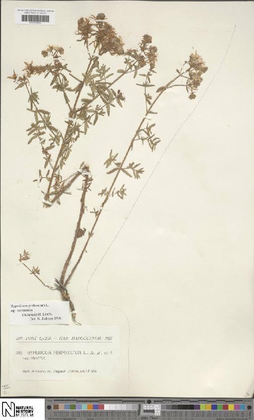 Hypericum perforatum L. - BM001204624