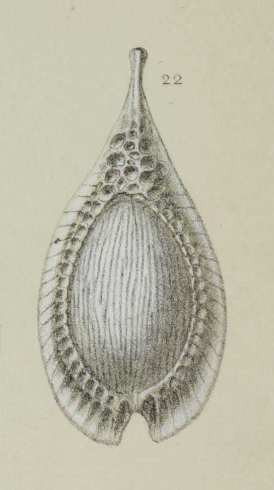 To NHMUK collection (Fissurina formosa var. favosa (Brady, 1884); SYNTYPE; NHMUK:ecatalogue:3092475)
