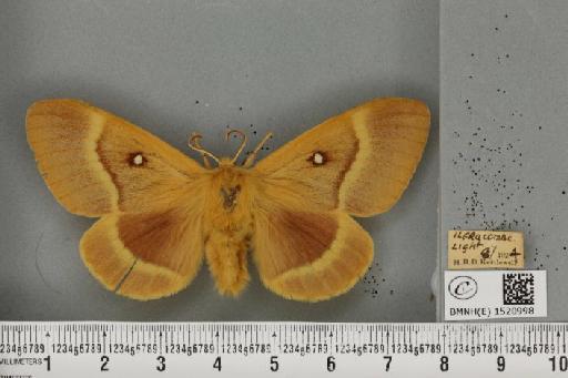 Lasiocampa quercus quercus (Linnaeus, 1758) - BMNHE_1520998_194380