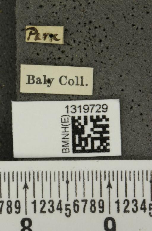 Epitrix lucidula Harold, 1875 - BMNHE_1319729_label_25260