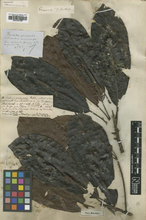 Pouteria guianensis Aubl. - BM000952530