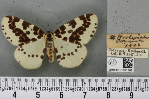 Abraxas grossulariata (Linnaeus, 1758) - BMNHE_1851593_414974