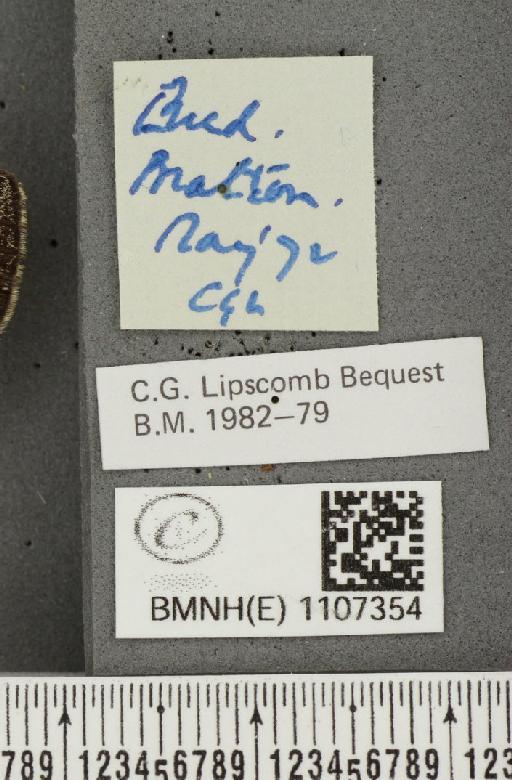 Euphydryas aurinia ab. virgata Tutt, 1896 - BMNHE_1107354_label_18587