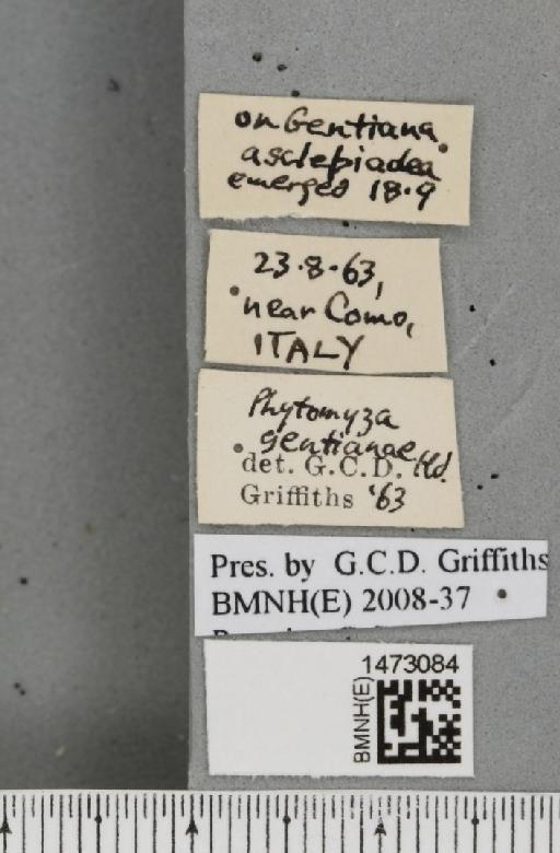 Chromatomyia gentianae (Hendel, 1920) - BMNHE_1473084_label_48358