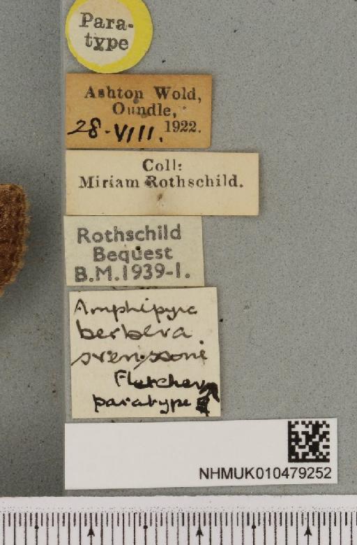 Amphipyra berbera svenssoni Fletcher, D.S., 1968 - NHMUK_010479252_label_571647