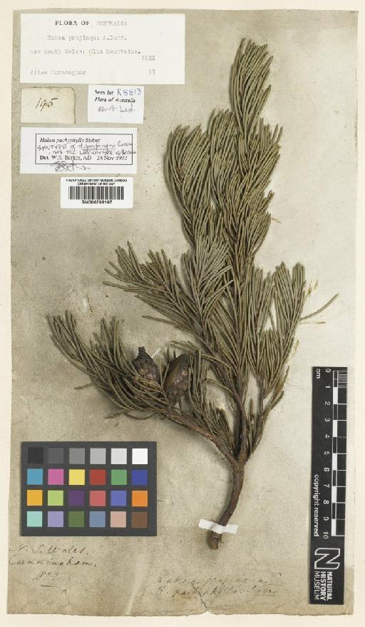 Hakea propinqua A.Cunn. - BM000798167