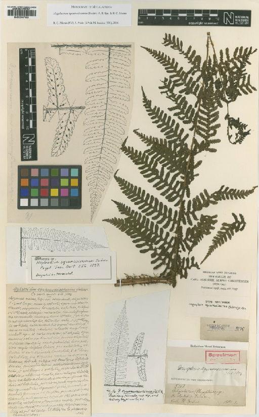 Megalastrum squamosissimum (Sodiro) A.R.Sm. & R.C.Moran - BM000907806