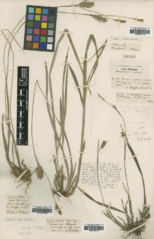 Carex sampsonii Hance - BM000959157