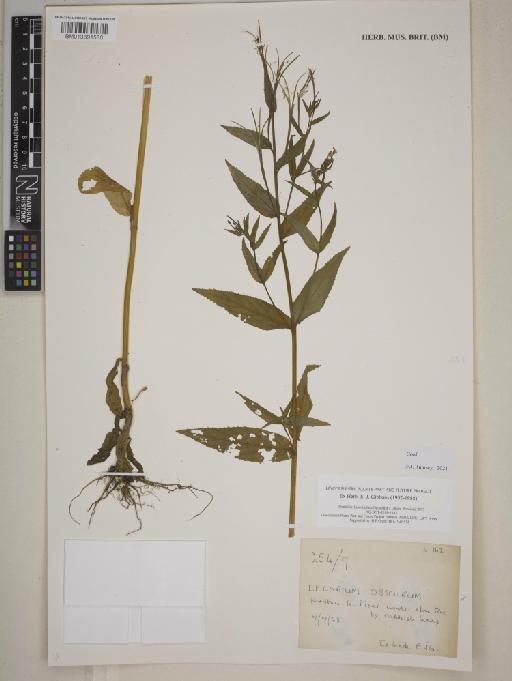 Epilobium obscurum Schreb. - 013391580