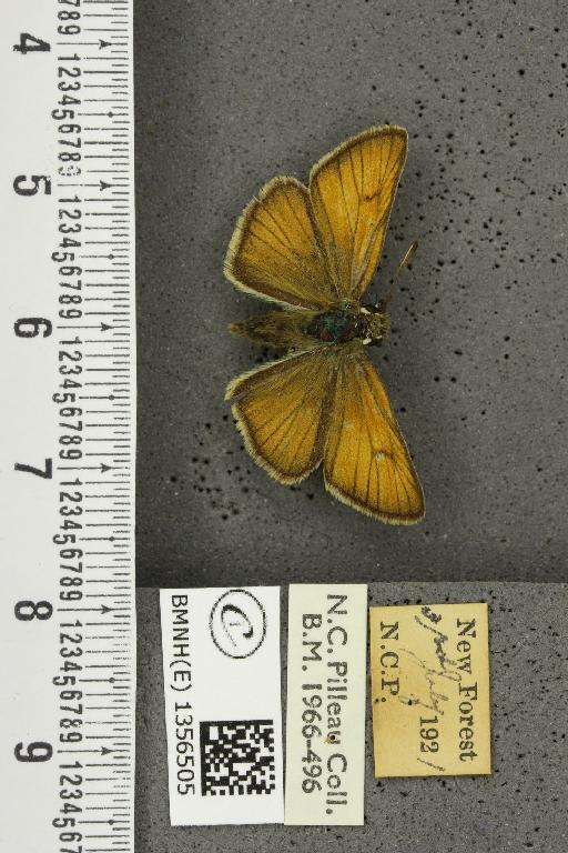 Thymelicus sylvestris (Poda, 1761) - BMNHE_1356505_160043