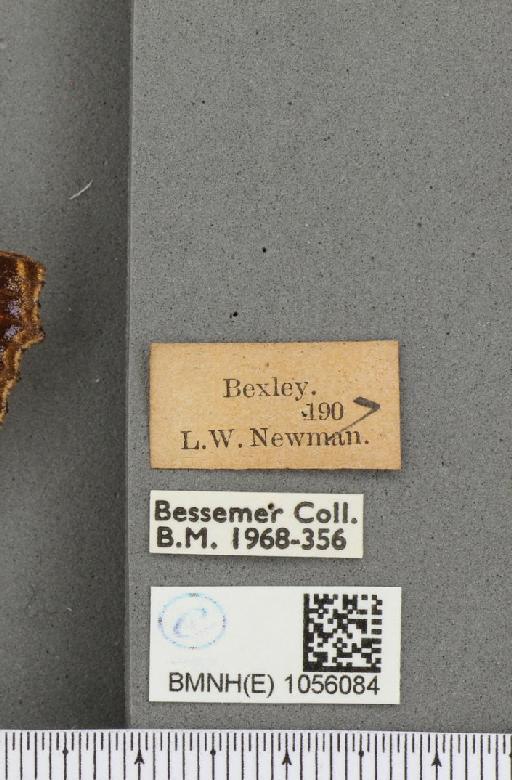 Aglais urticae ab. parvipuncta Raynor, 1909 - BMNHE_1056084_label_45410