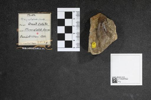 Megalosaurus Buckland, 1824 - 010026522_L010093255