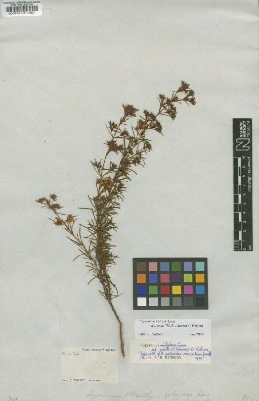 Hypericum nitidum subsp. exile (W.P.Adams) N.Robson - BM000593720